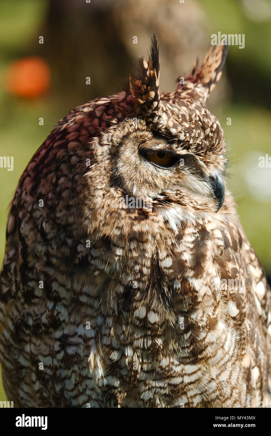 Portrait der europäische Uhu, mit dem Vogel auf der Suche nach rechts Stockfoto