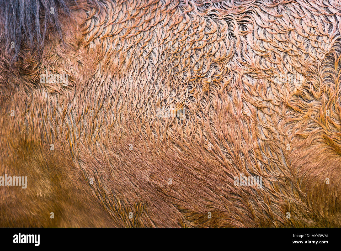 Braunes Pferd Fell Muster Textur Hintergrund. Abstrakte tierischer Haut texturiert. Stockfoto