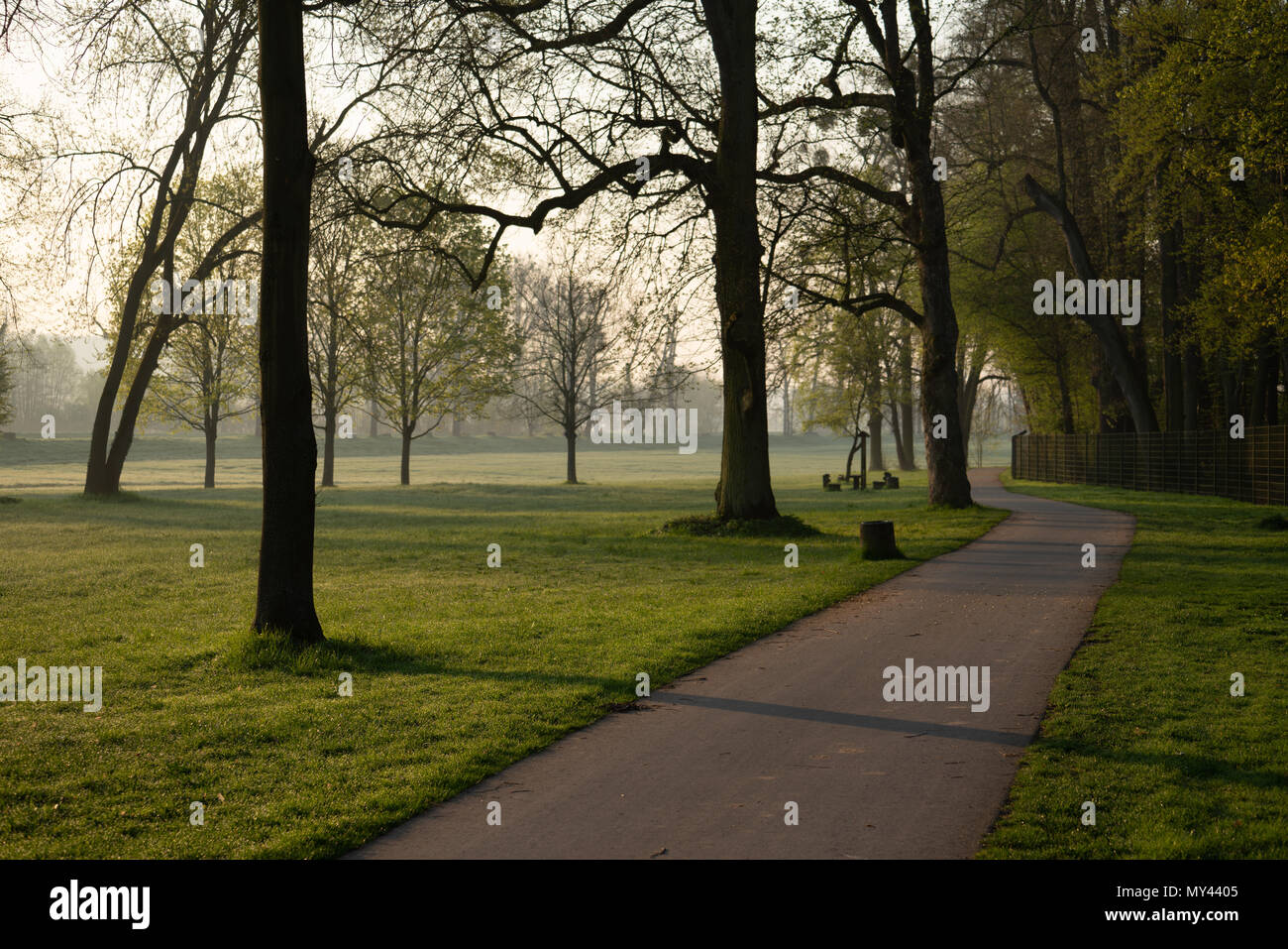 Die Stämme der Bäume im städtischen Park am Morgen Stockfoto
