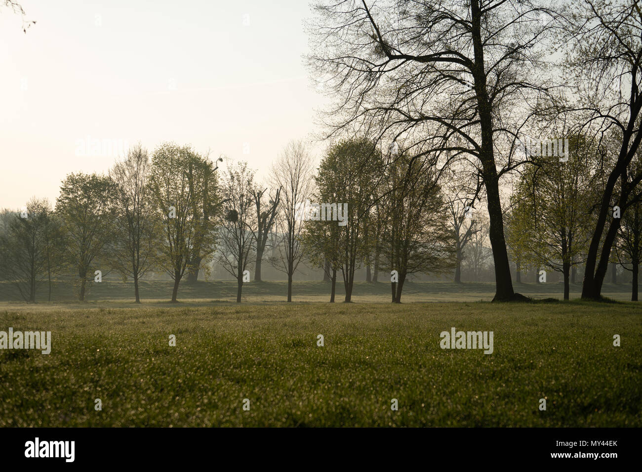 Die Stämme der Bäume im städtischen Park am Morgen Stockfoto