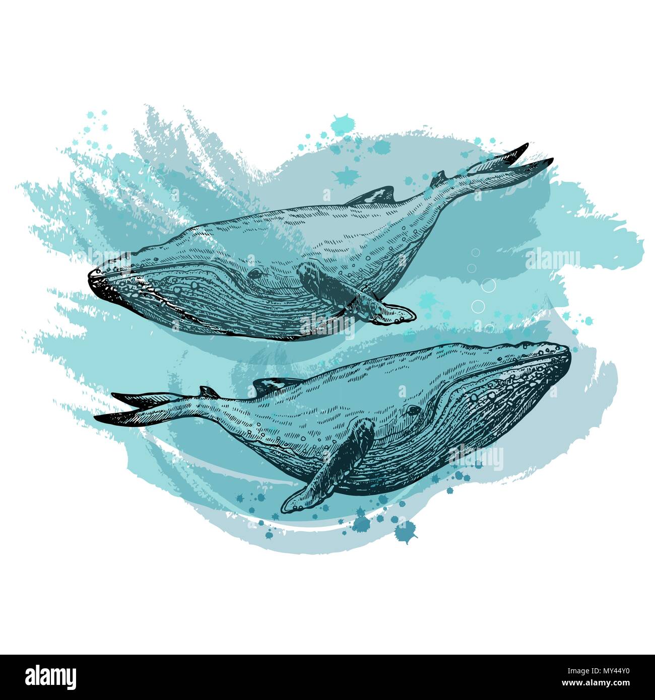 Hand gezeichnete Skizze stil Wale auf weißem Hintergrund. Vector Illustration. Stock Vektor