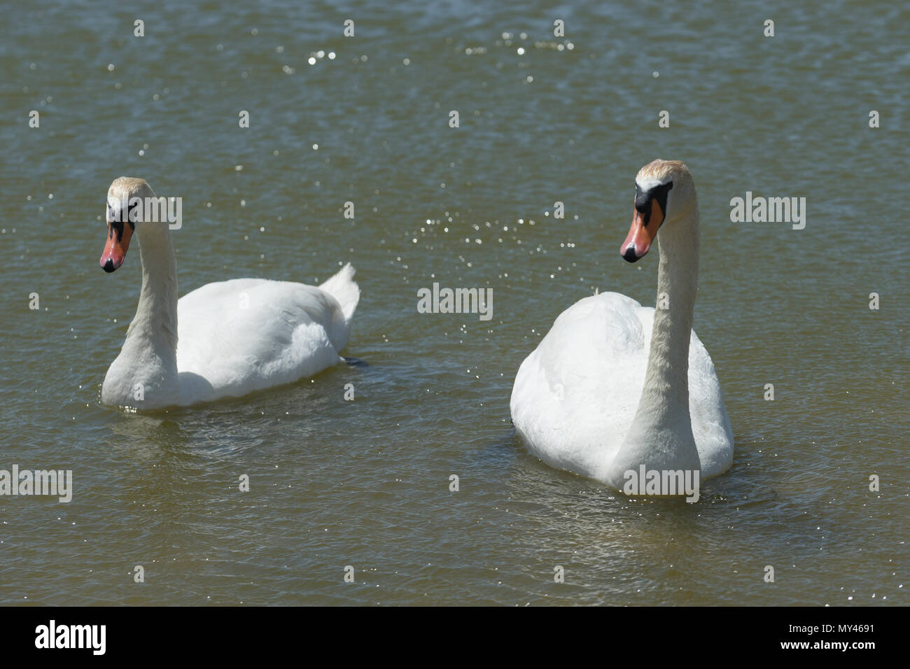 Ein paar weiße Schwäne schwimmen im See Sasyk-Sivash in Jewpatorija. Stockfoto