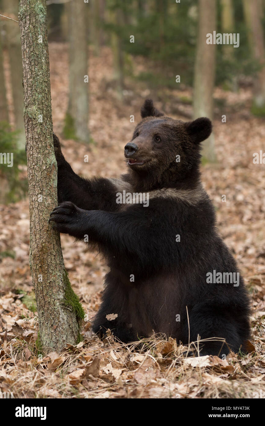 Europäische/Braunbaer Braunbär (Ursus arctos), verspielten Jugendlichen, sitzen auf dem Rücken, die in trockenem Laub, Baum, sieht nett und lustig, Europa. Stockfoto