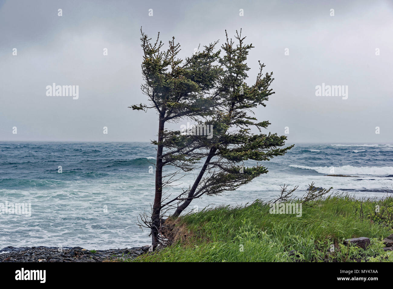 Einsamer Baum bei stürmischem Wetter an der Küste in Öfen, Naturpark, Riverport, Nova Scotia, Kanada. Stockfoto