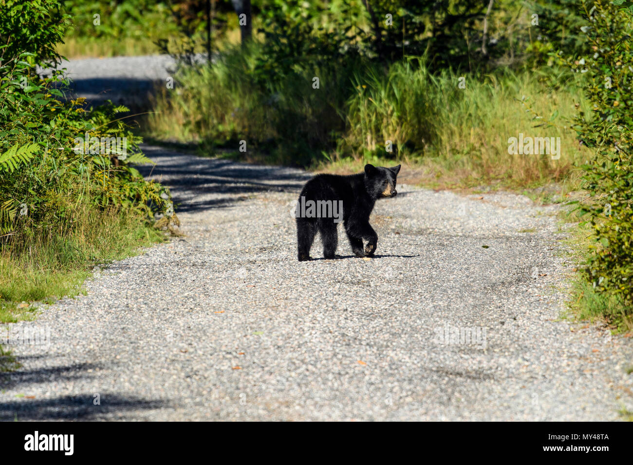 Black Bear (Ursus americanus) hinunter eine Fahrstraße, Greater Sudbury, Ontario, Kanada Stockfoto