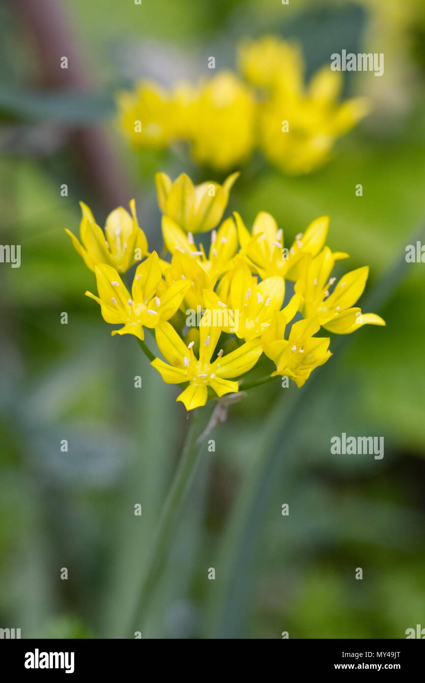 Allium moly Blumen. Stockfoto