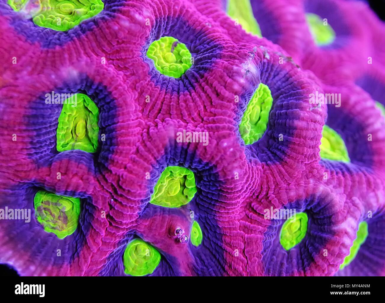 Dragon Seele favia Coral closeup Stockfoto