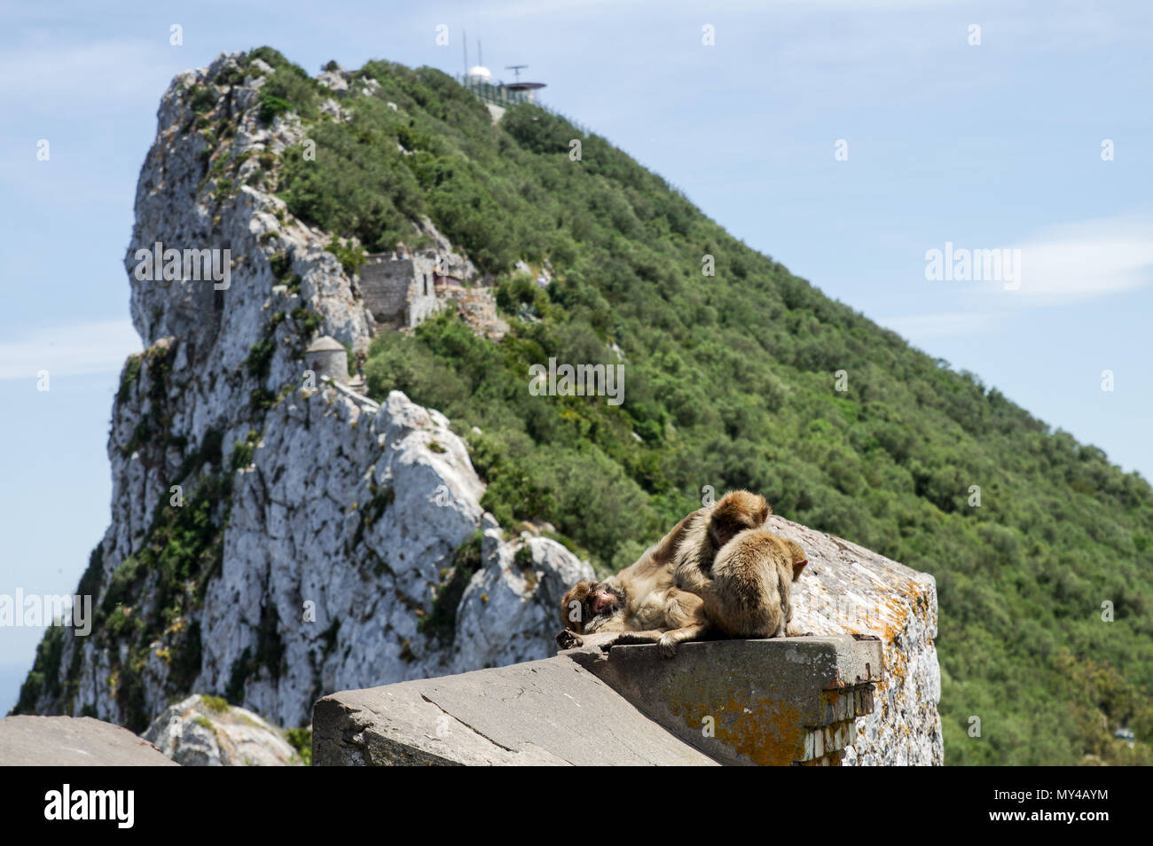 Berühmte Barbary Affen auf einem alle auf den Felsen von Gibraltar Stockfoto