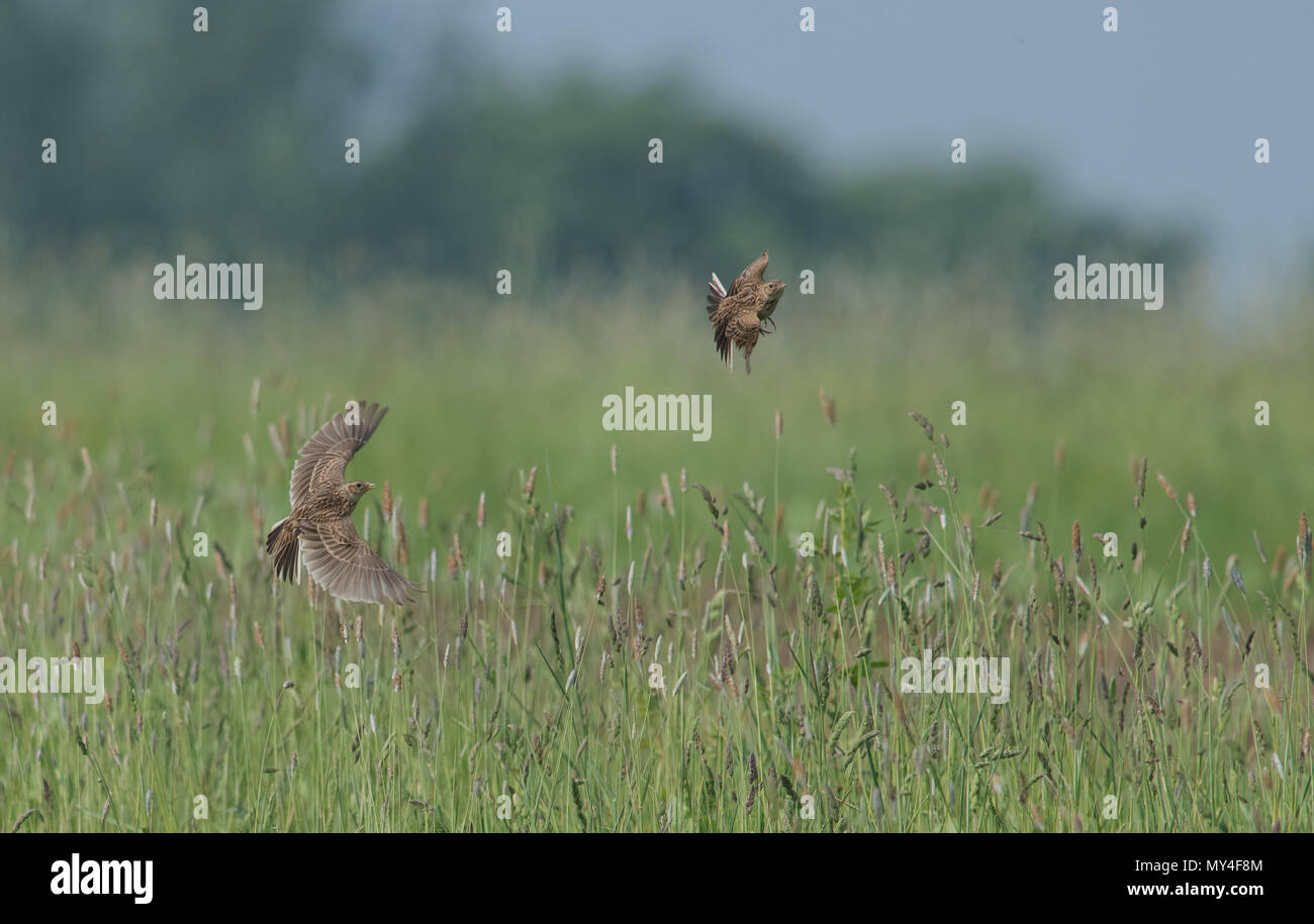 Skylarks-Alauda atropurpurea anzeigen. Großbritannien Stockfoto