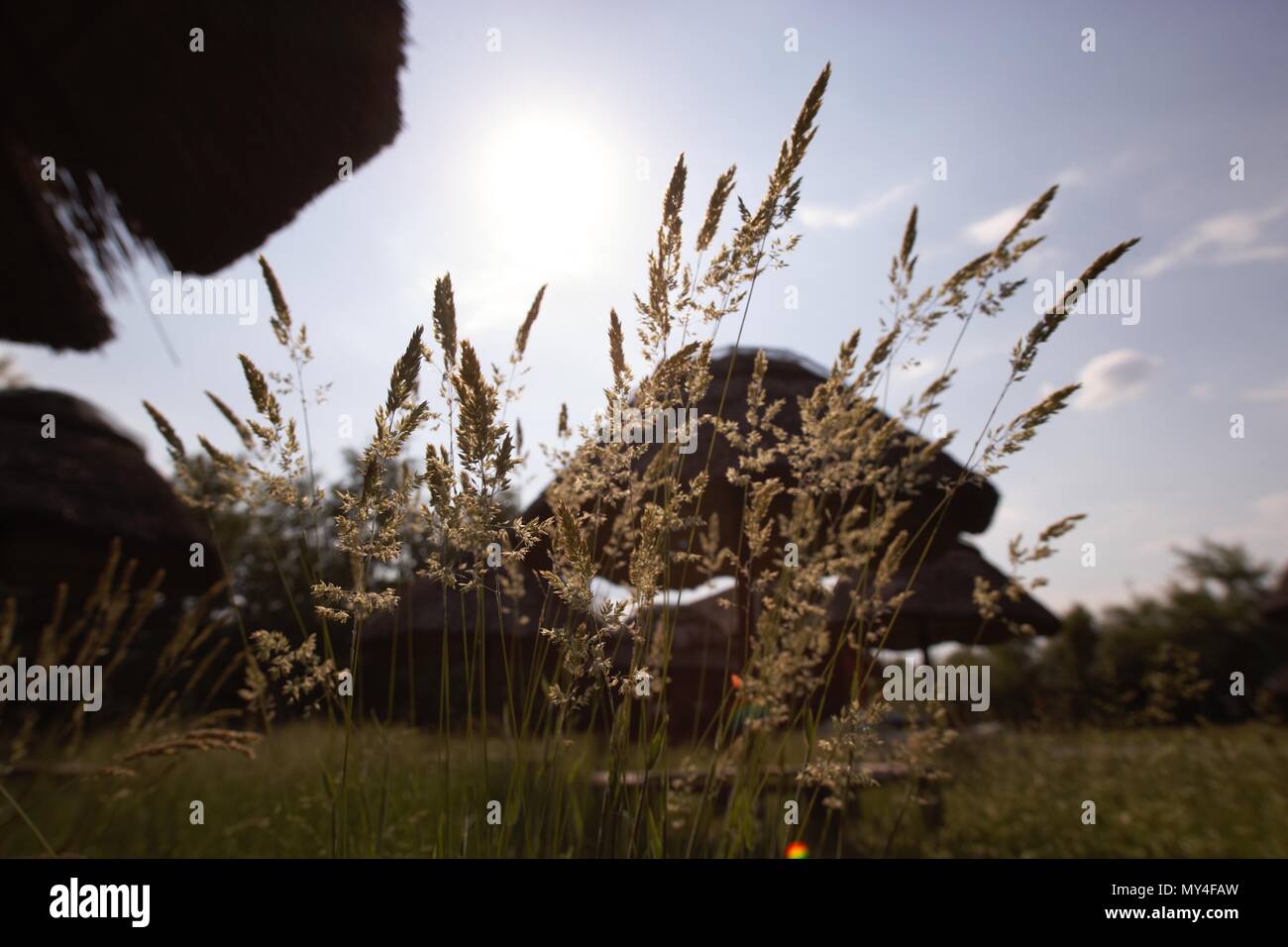 Thatch Sonnenschirm aus Holz Stockfoto