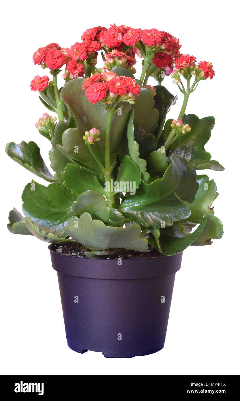 Kalanchoe blossfeldiana, roten Blten in Plastik Topf auf weiem  Hintergrund Stockfotografie - Alamy