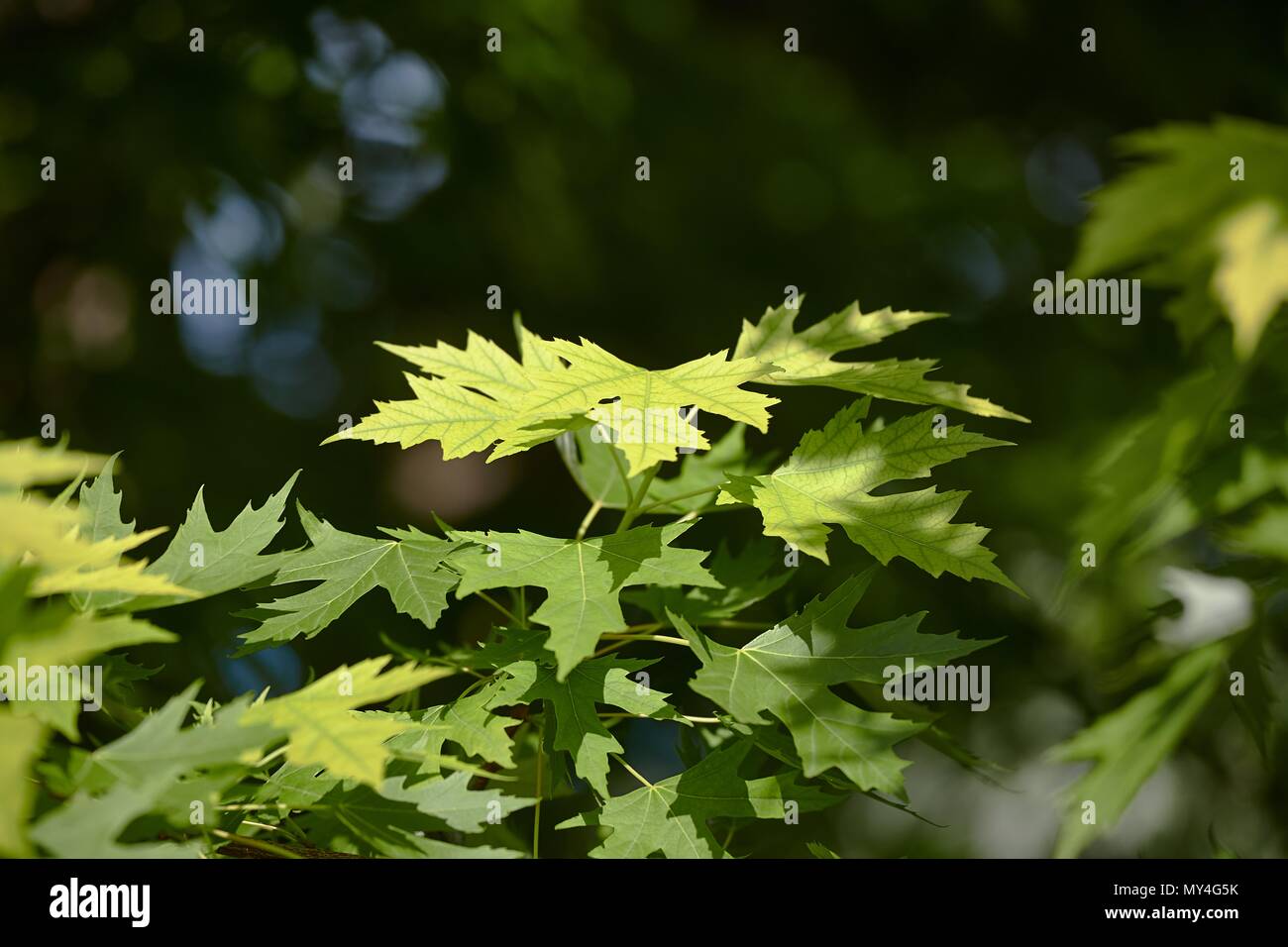 Frische grüne Blätter Stockfoto