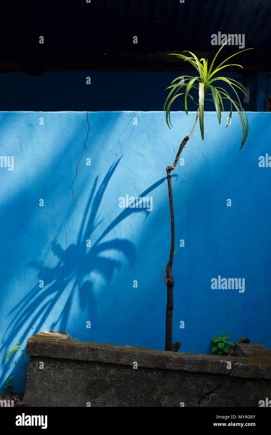 Kleine Palmen wie Baum gegen den blauen Wand. Stockfoto