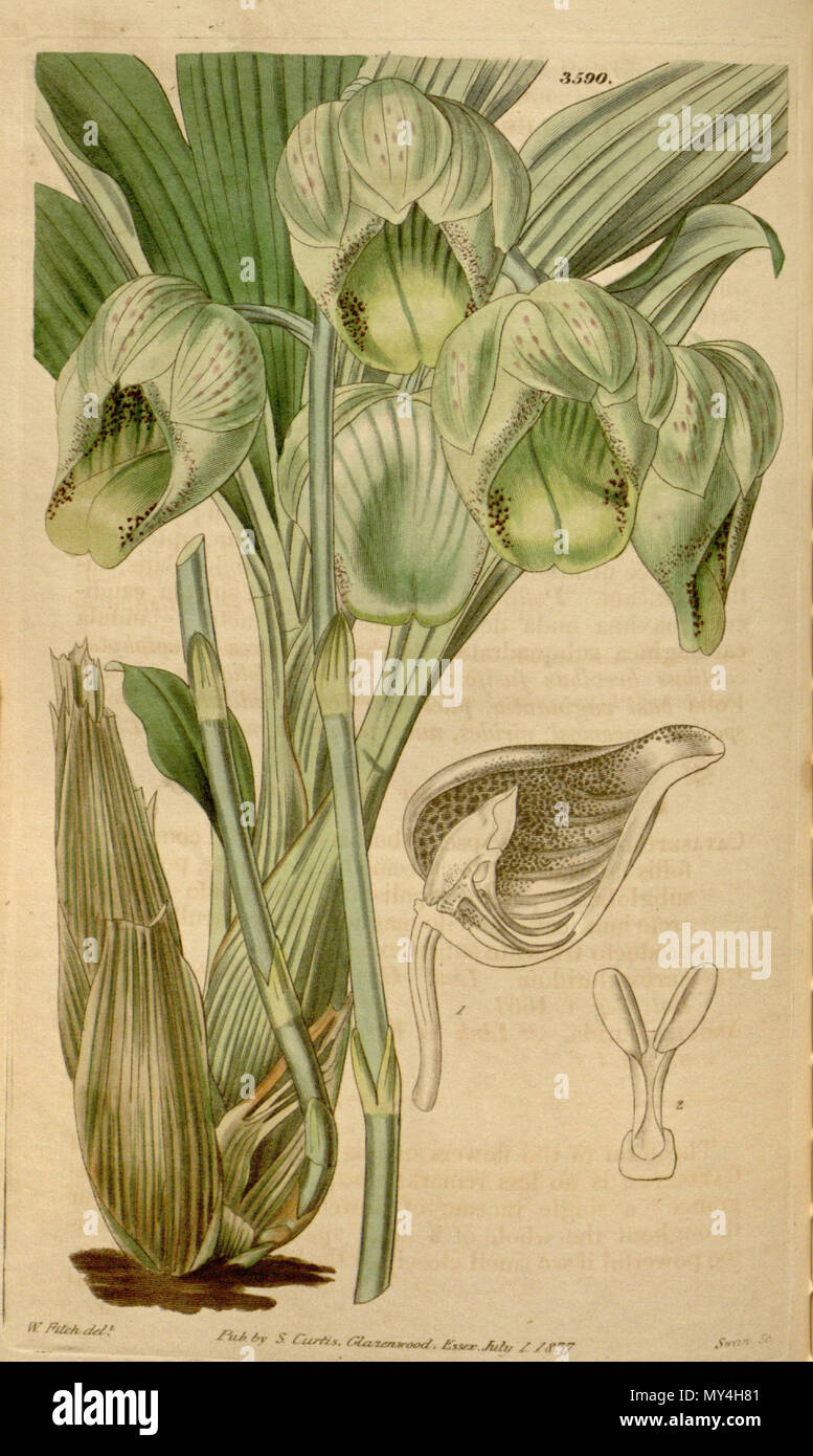. Abbildung: Catasetum luridum. 1837. Walter Hood Fitch (1817-1892) Del., Swan sc. 101 Catasetum luridum Stockfoto