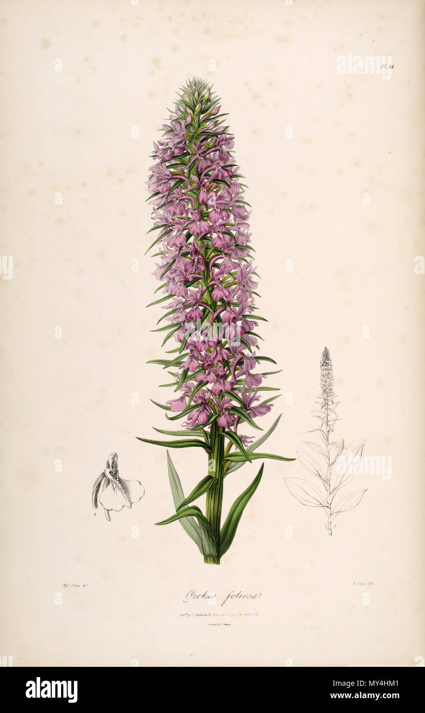 . Abbildung: Dactylorhiza foliosa (syn. Orchis foliosa). 1838. Miss Drake (1803-1857) Del., M. Gauci lith. 130 Dactylorhiza foliosa (Orchis foliosa) - Sertum-Lindley pl. 44 (1838) Stockfoto