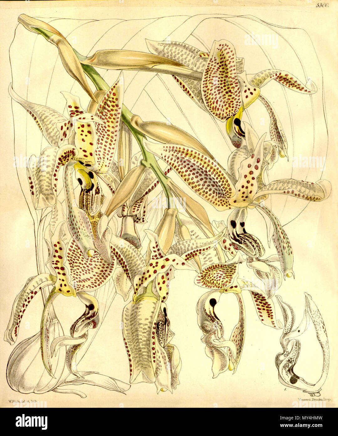 . Abbildung: Stanhopea oculata. 1862. Walter Hood Fitch (1817-1892) del. et lith. Beschreibung von William Jackson Hooker (1785-1865) 500 Stanhopea oculata - Curtis '88 (Ser. 3 Nr. 18) pl. 5300 (1862) Stockfoto