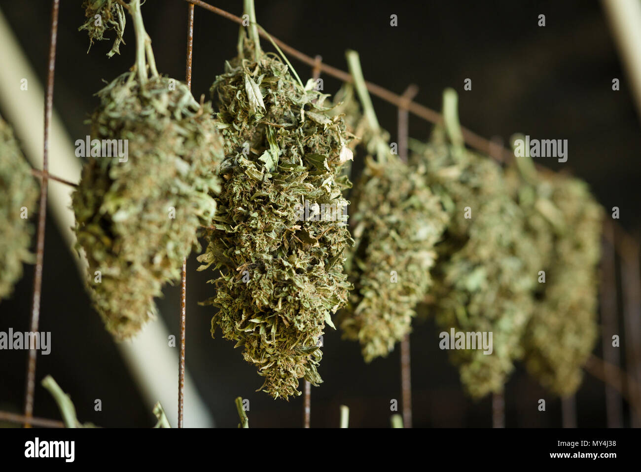 Marihuana ernte Fotos und Bildmaterial in hoher Auflösung Alamy