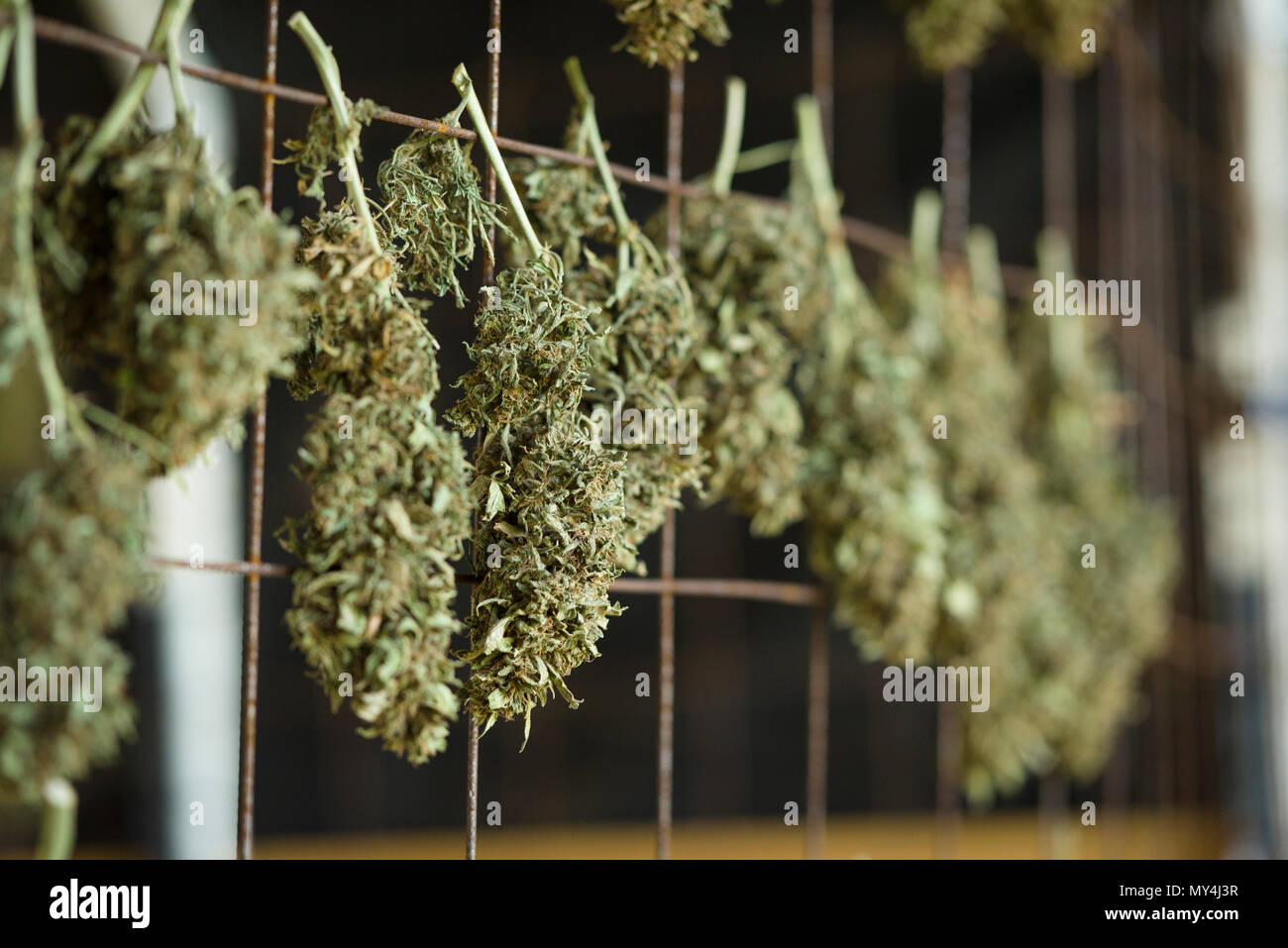 Cannabis Pflanzen und Blumen bereit zu ernten und trocknen und Kalifornien  Marihuana wächst Stockfotografie - Alamy