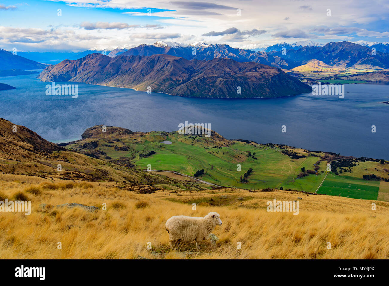 Blick auf Lake Wanaka mit einem Schaf auf einem Hügel, Südinsel, Neuseeland Stockfoto