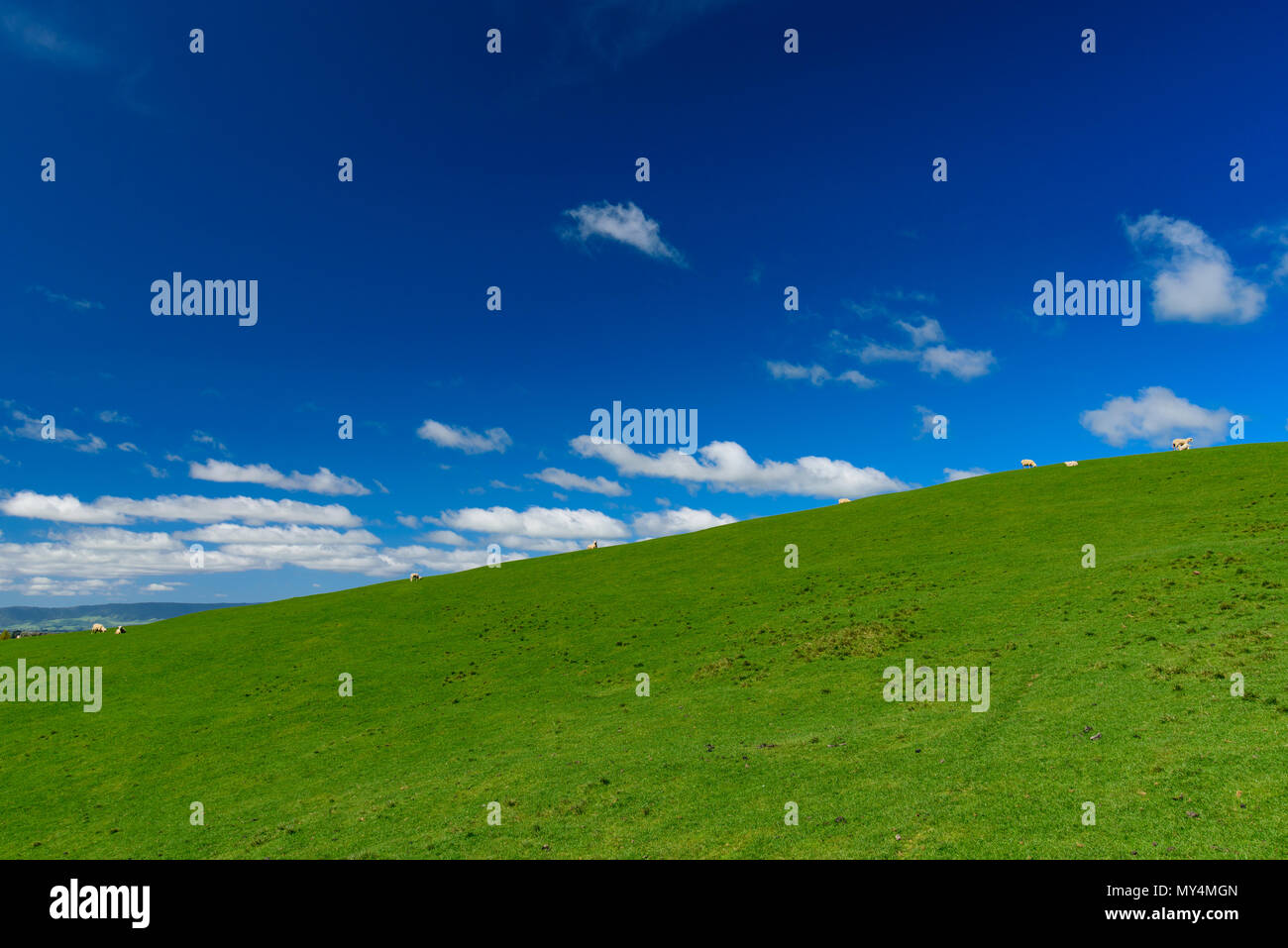 Grüne Hügel mit Schafen und blauer Himmel, Neuseeland Stockfoto