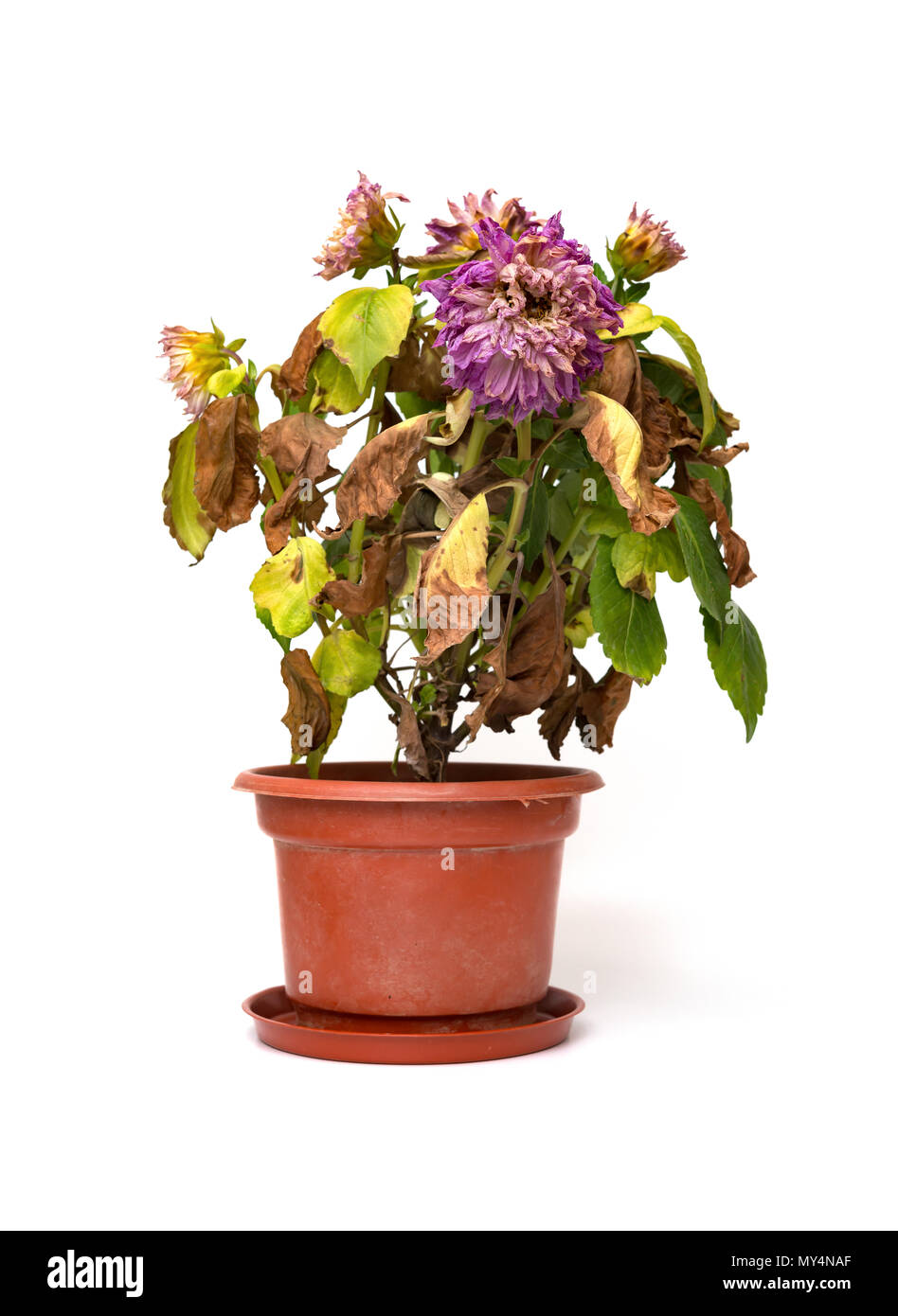 Rosa Pfingstrose Paeonia lactiflora Anlage oder auf weißem Hintergrund verblasst Stockfoto