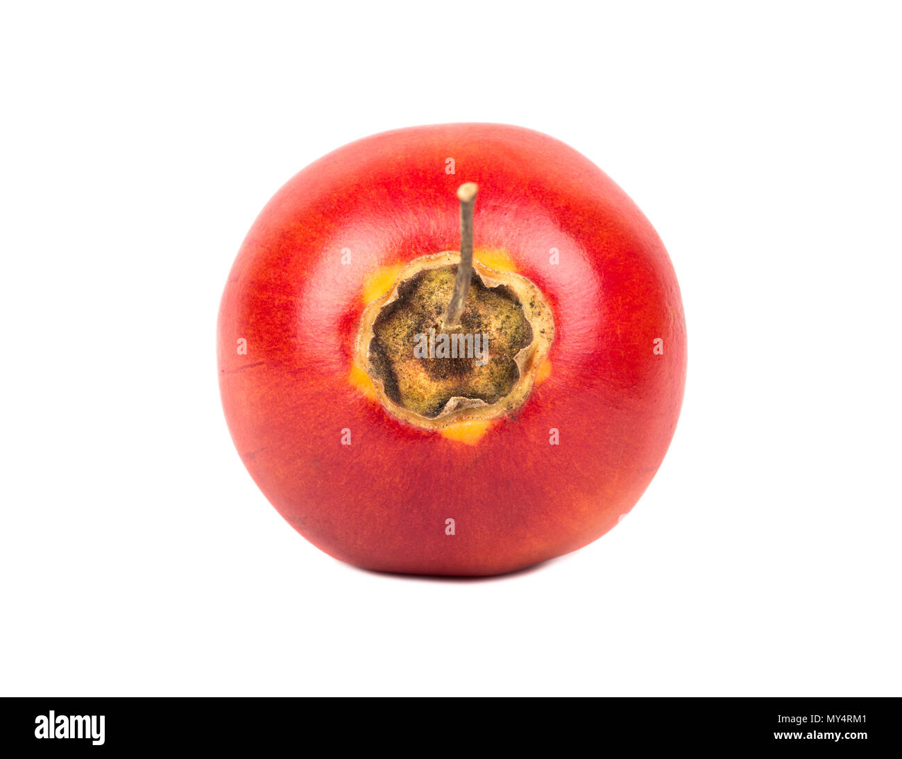 Exotische Früchte tamarillo auf weißem Hintergrund Stockfoto