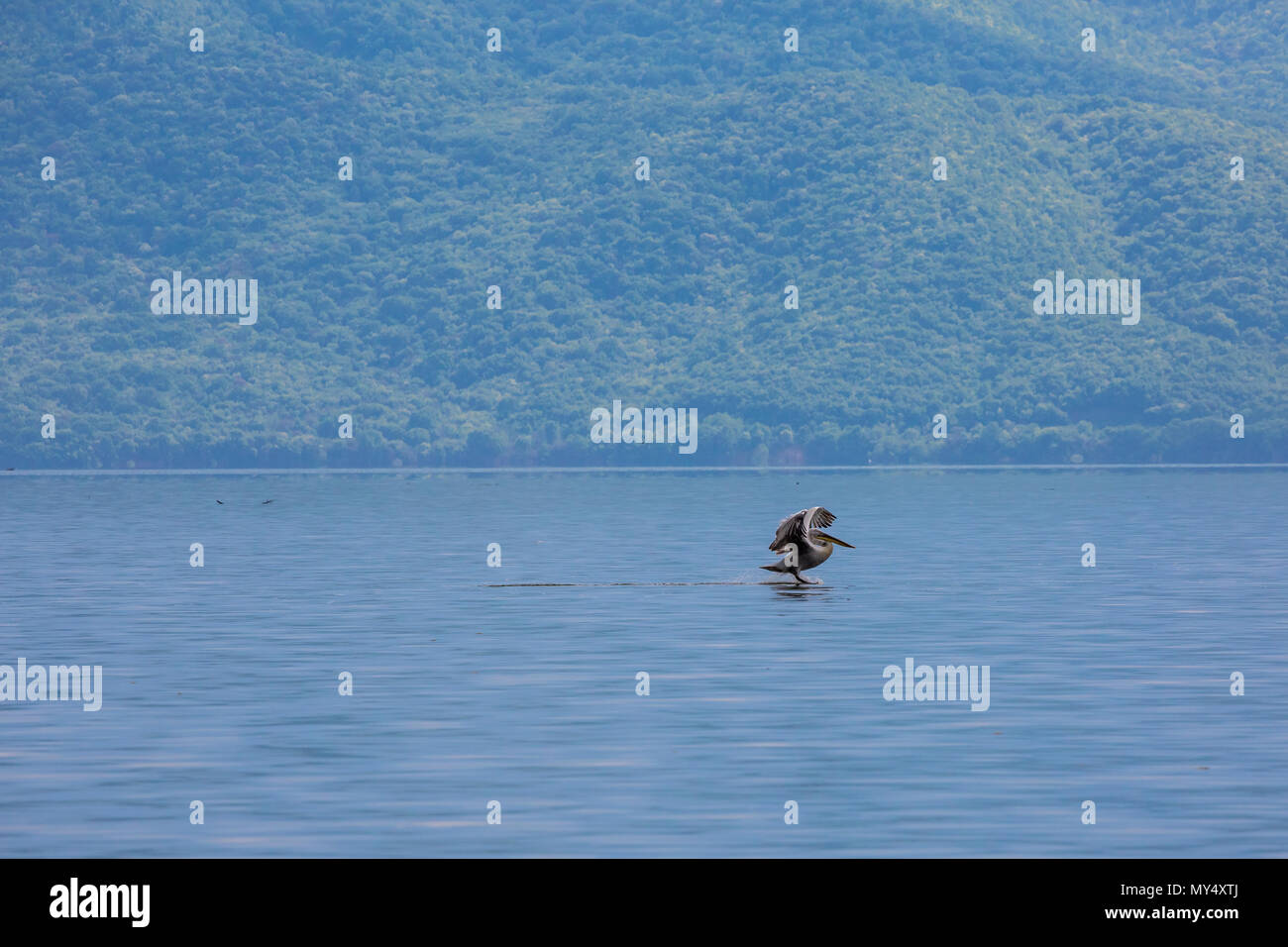 Krauskopfpelikan Landung schön in den Frühling Wasser der See Kerkini, nördlichen Griechenland mit seinen Flügel Stockfoto