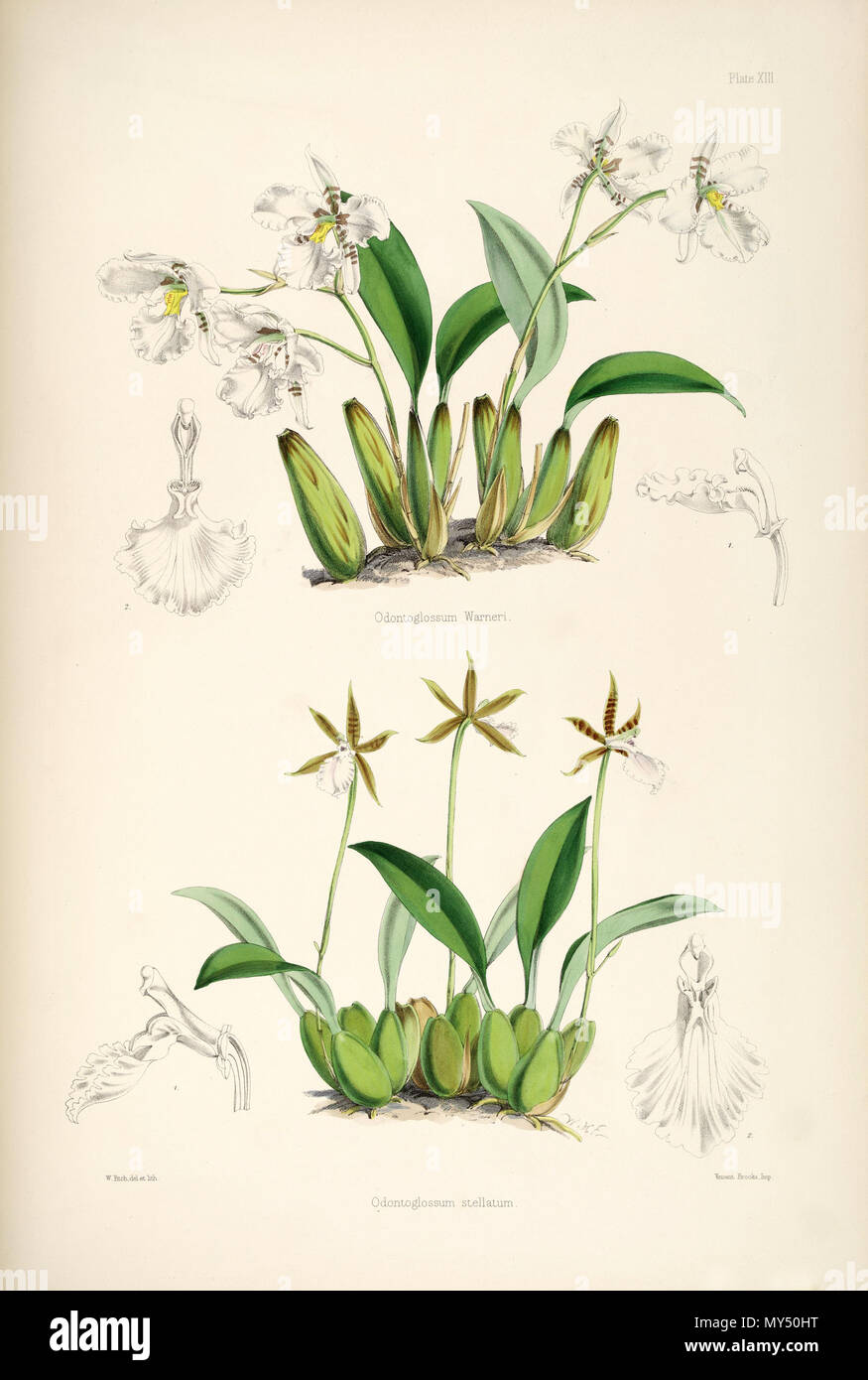 . Illustration von: Top: Rhynchostele Rossii (syn. Odontoglossum warnerianum, auf dieser Platte namens O. Warneri)) Unten: Rhynchostele stellata (syn. Odontoglossum stellatum). 1874. Walter Hood Fitch del. et lith. James Bateman Ed 454 Rhynchostele Rossii (als Odontoglossum warnerianum) und Rhynchostele stellata (als Odontoglossum stellatum)-pl. 13 - Bateman, Odont Monogr. Stockfoto