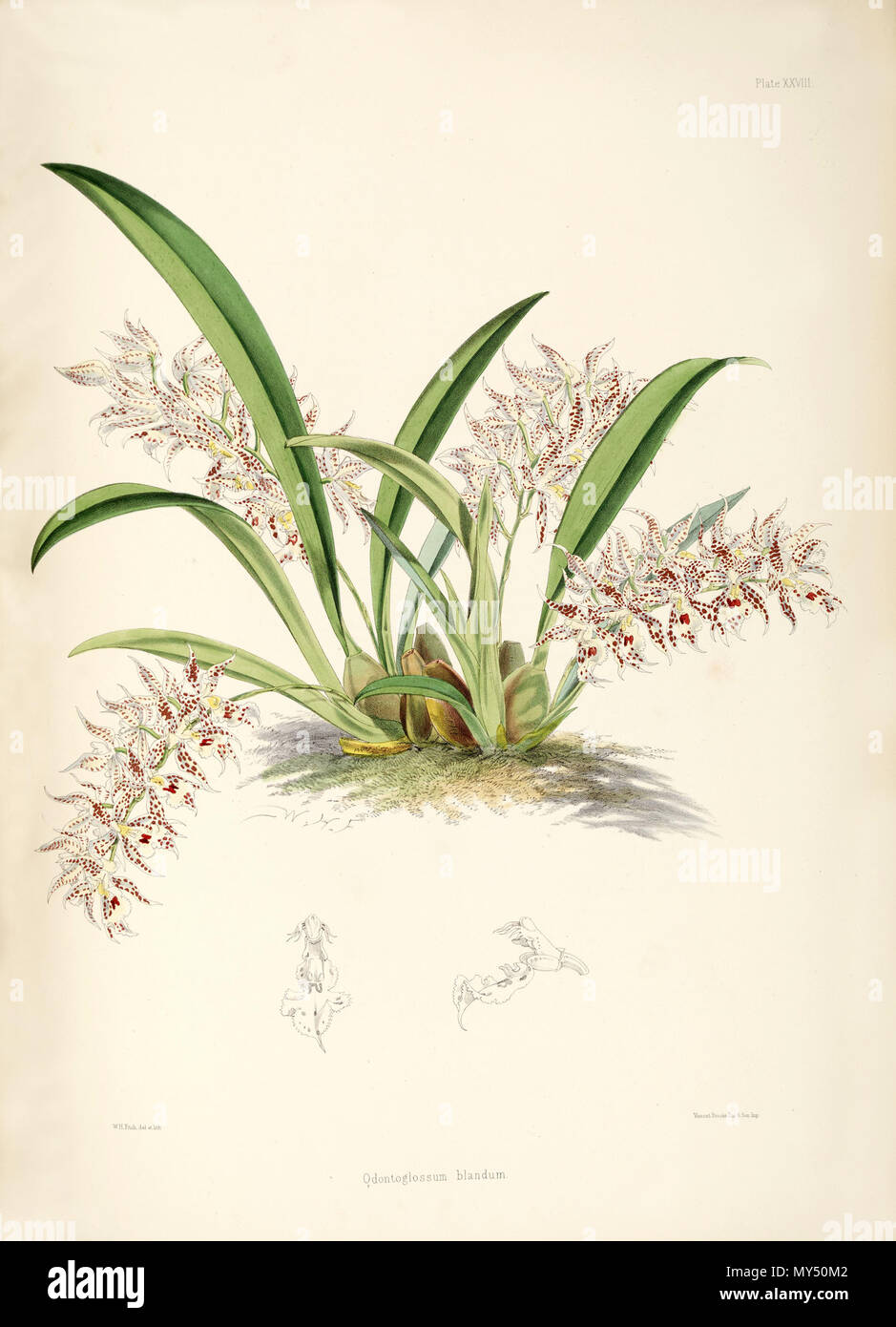 . Abbildung: Odontoglossum blandum. 1874. James Bateman (1811-1897) 395 Odontoglossum blandum Stockfoto