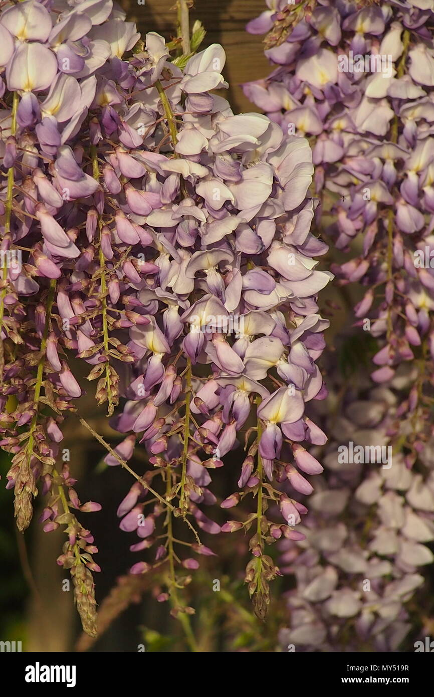 Nahaufnahme von Lila Wisteria Blumen im hellen Sonnenschein April Stockfoto