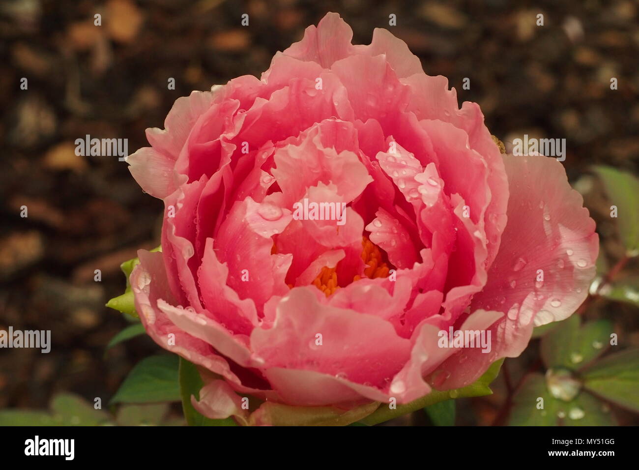 Single rosa Pfingstrose, mit Regentropfen Stockfoto