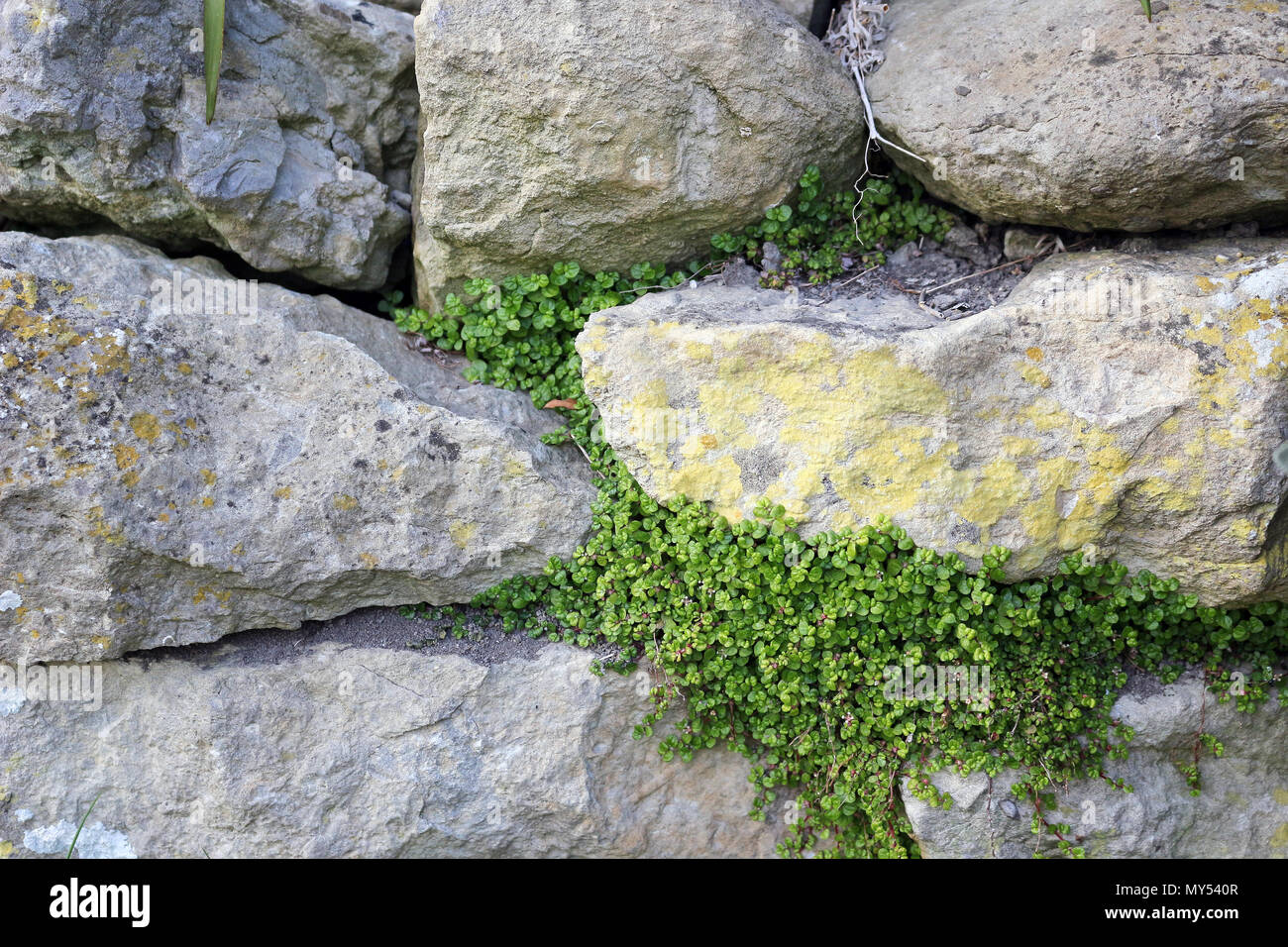Trockenmauer Stockfoto