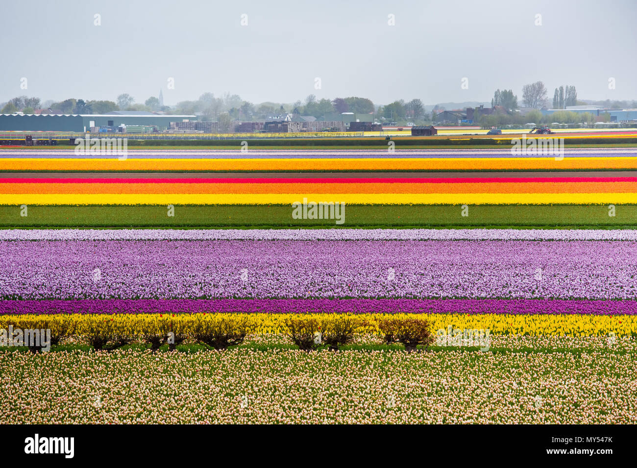 Multi farbige Tulpen Stockfoto