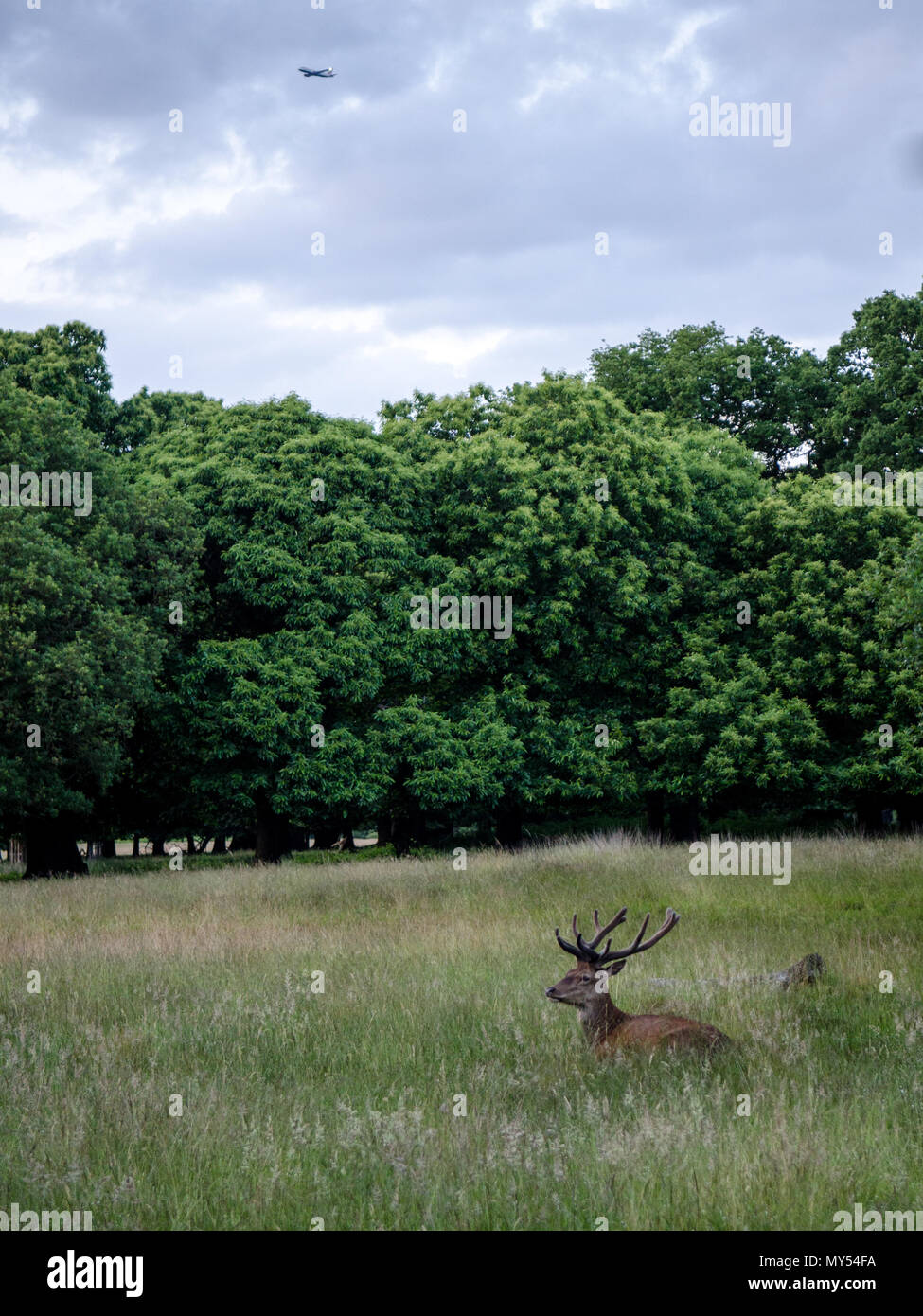 Hirsch, halb versteckt im Grünland im Londoner Richmond Park ausruhen. Stockfoto