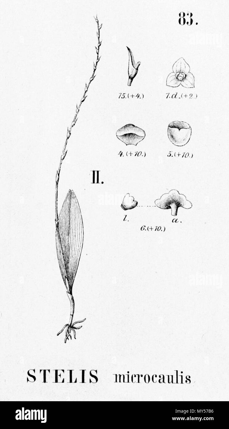 . Abbildung: monophyllorchis microcaulis. 1896. Alfred Cogniaux (1841-1916) 502 Monophyllorchis microcaulis - Ausschnitt aus Flora brasiliensis 3-4-83 Abb. II. Stockfoto