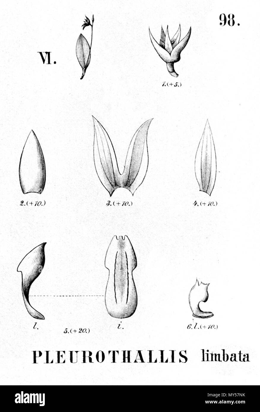 . Abbildung: Schmetterlinge Limbata. 1896. Alfred Cogniaux (1841-1916) 427 Schmetterlinge Limbata-Ausschnitt aus Flora brasiliensis 3-4-98 Abb. VI. Stockfoto