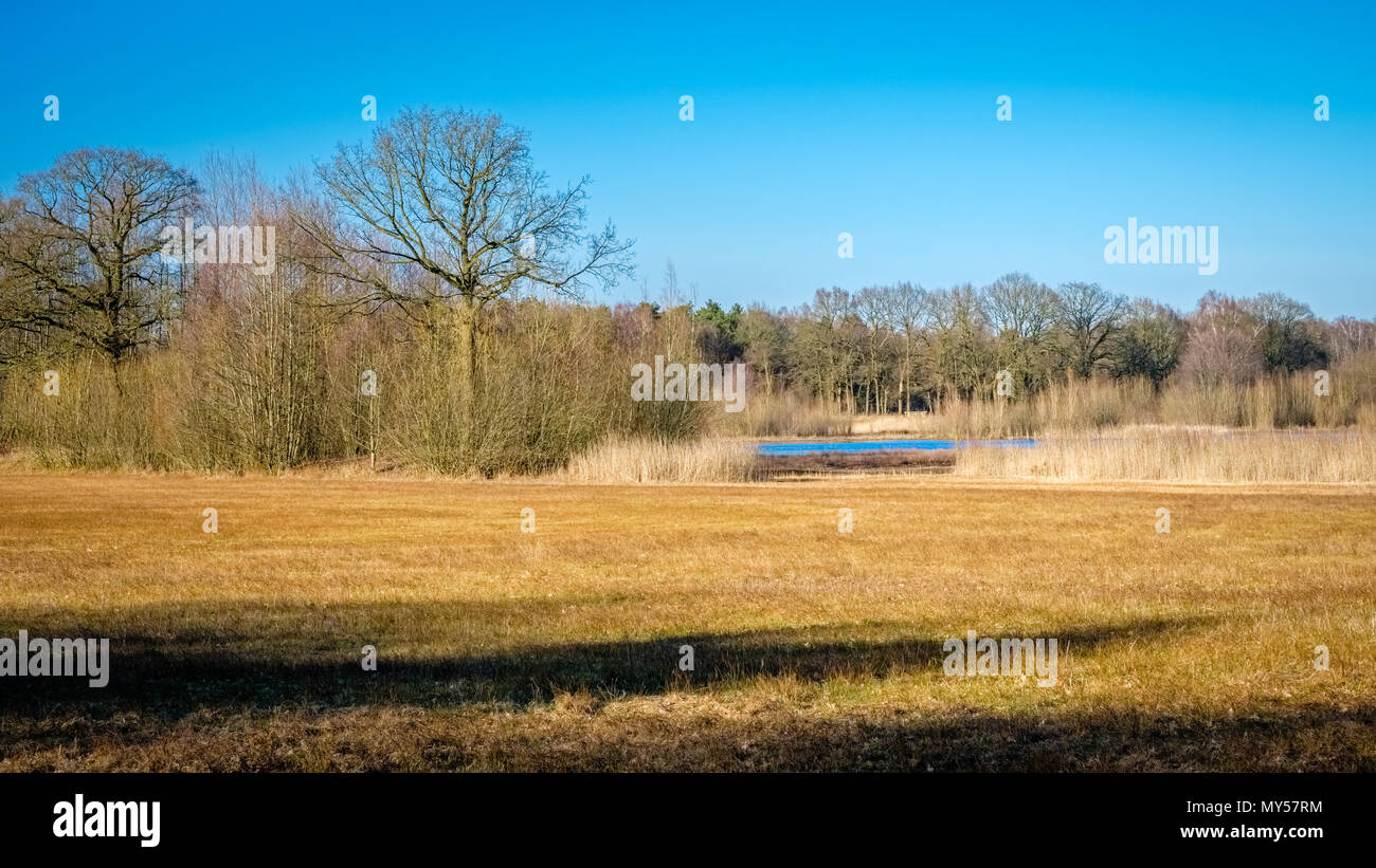 Typische holländische Landschaft des Buurserzand, ein Feuchtgebiet, das Naturschutzgebiet in der Region Twente. Es besteht aus Heide auf alten Flugsand Stockfoto