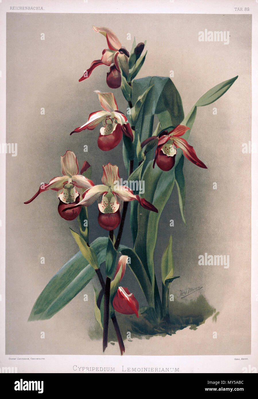 . Phragmipedium × sedenii wie Syn: Cypripedium × lemoinierianum. zwischen 1888 und 1894. H. Sotheran & Co., London (Editor) 189 Friedrich Sander - Reichenbachia II Platte 89 (1890) - Cypripedium lemoinerianum Stockfoto