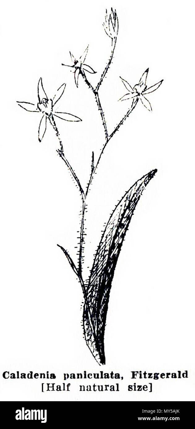 . Caladenia paniculata, Bild von Gutenberg Version von Emily Pelloe: 'West Australian Orchideen", Seite 55. 1930. Emily H. Pelloe 415 Pelloe - West Australian Orchideen p55 Stockfoto