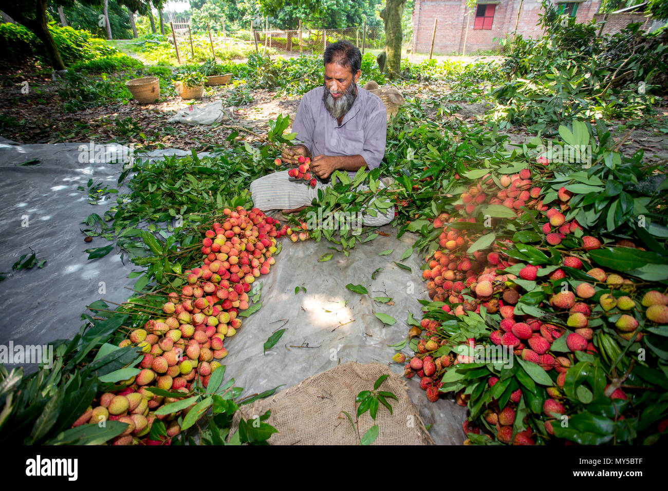 Litschi Landwirt Familie Sammeln und Schlitzen gute Qualität der Blutegel an Rooppur, Ishwardi, Bangladesch. Stockfoto