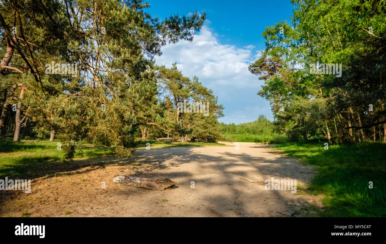 Typische holländische Landschaft von 't Lutterzand, einem Waldgebiet in der Nähe der deutschen Grenze und eine geologische Denkmal. Es ist durch den Fluss der Dinkel geprägt. Stockfoto