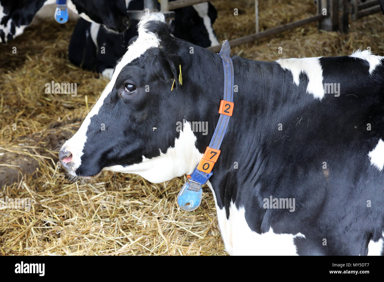 04 Juni 2018, Deutschland, Dummerstorf: eine Milchkuh mit Kragen und einem Transponder (blau) befindet sich in einer Scheune in Dummerstorf Immobilien. Unter anderem werden die Transponder messen Sie die Bewegung und Aktivität der Kühe. Diese Informationen ermöglichen Rückschlüsse auf ihren Zustand und ihre Gesundheit gezeichnet zu werden. Die Digitalisierung ist das Thema des 7. Wilhelm-Stahl-Symposium am Leibniz-Institut für Farm Animal Biologie: Thema der Veranstaltung ist "Big Daten im Stall-Zukunftsmodell oder Sackgasse?" (Lit. Grosse Daten in der Scheune - Zukunftsmodell oder Sackgasse?) am Forschungsinstitut für die Biologie Landwirtschaftlicher Nutztiere. P Stockfoto