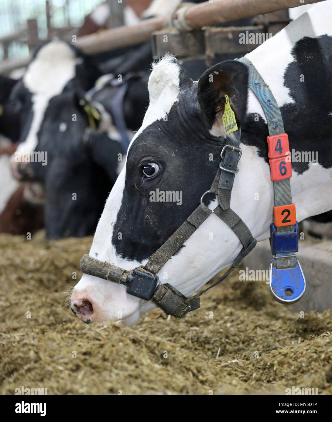 04 Juni 2018, Deutschland, Dummerstorf: eine Milchkuh mit Kragen und einem Transponder (blau) befindet sich in einer Scheune in Dummerstorf Immobilien. Unter anderem werden die Transponder messen Sie die Bewegung und Aktivität der Kühe. Diese Informationen ermöglichen Rückschlüsse auf ihren Zustand und ihre Gesundheit gezeichnet zu werden. Die Digitalisierung ist das Thema des 7. Wilhelm-Stahl-Symposium am Leibniz-Institut für Farm Animal Biologie: Thema der Veranstaltung ist "Big Daten im Stall-Zukunftsmodell oder Sackgasse?" (Lit. Grosse Daten in der Scheune - Zukunftsmodell oder Sackgasse?) am Forschungsinstitut für die Biologie Landwirtschaftlicher Nutztiere. P Stockfoto