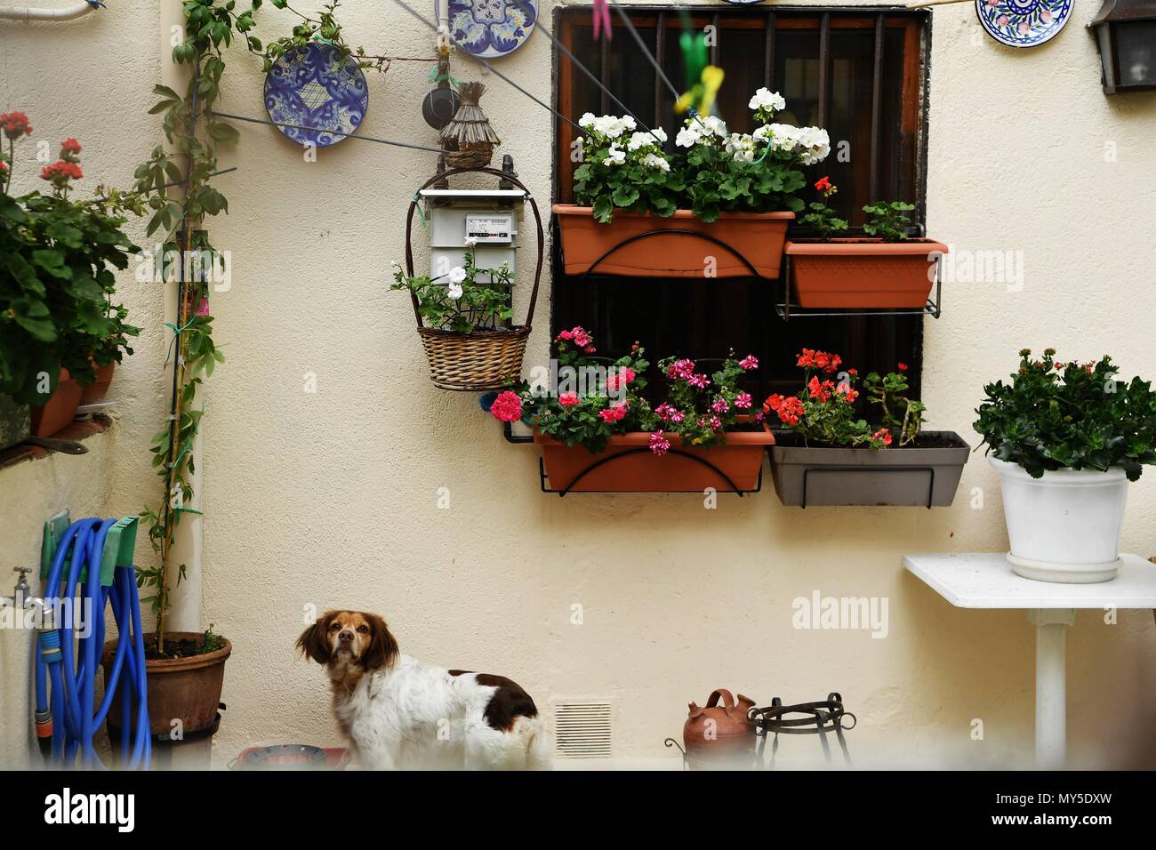 Madrid, Spanien. 5. Juni 2018. Ein Hund ist im Hof eines Hauses in El Escorial, Spanien, am 5. Juni 2018 gesehen. Quelle: Guo Qiuda/Xinhua/Alamy leben Nachrichten Stockfoto