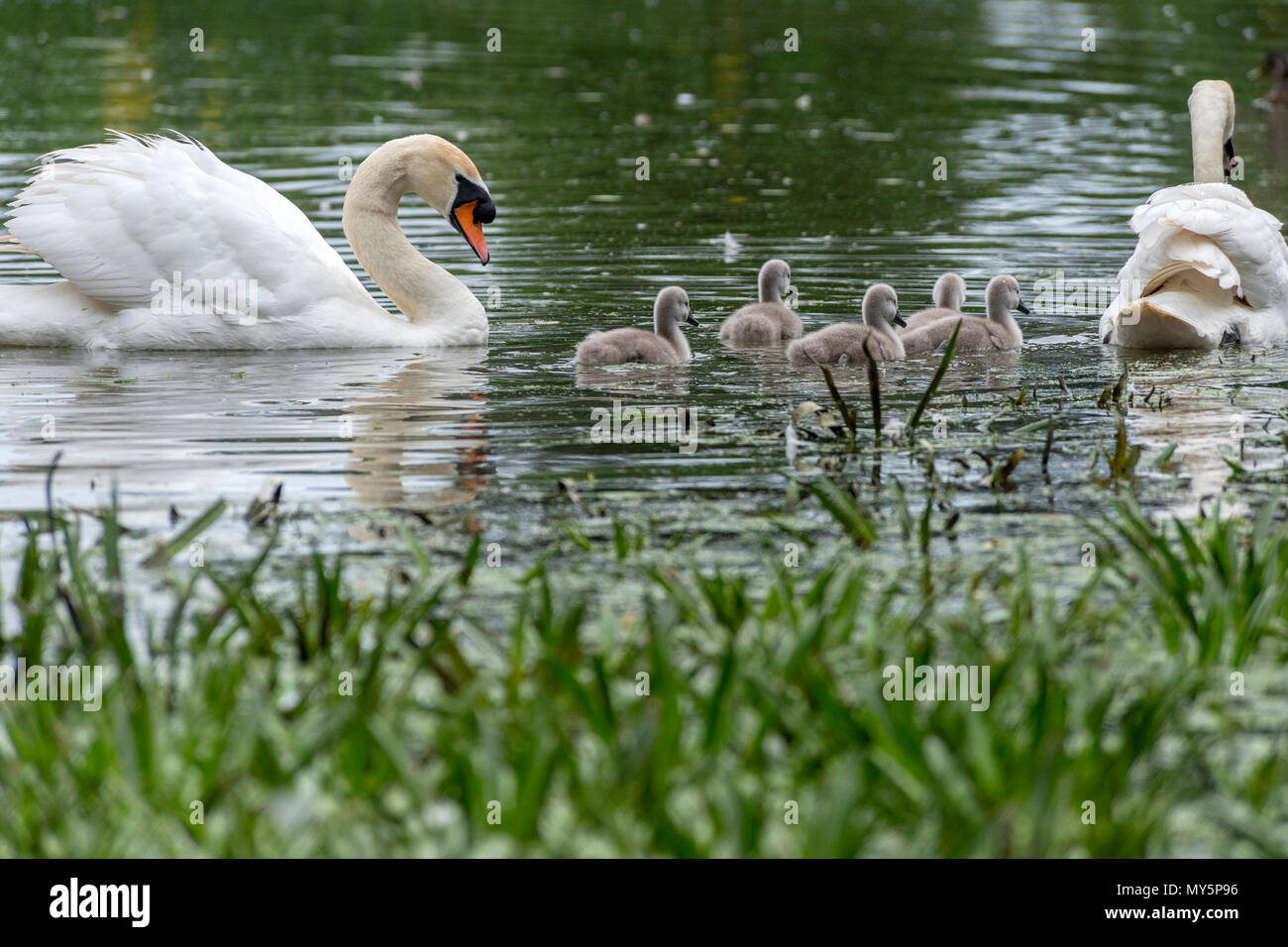 Melton Mowbray, Leicestershire, UK. 6. juni 2018: Schwan verteidigt ihre Jungen gegen Räuber, Graureiher watchers über Stadt Teich Morrhen läuft über Wasser, Shaker reitet auf Mütter zurück Cygnets Lernen der Weg des pondlife. Credit: Clifford Norton/Alamy leben Nachrichten Stockfoto