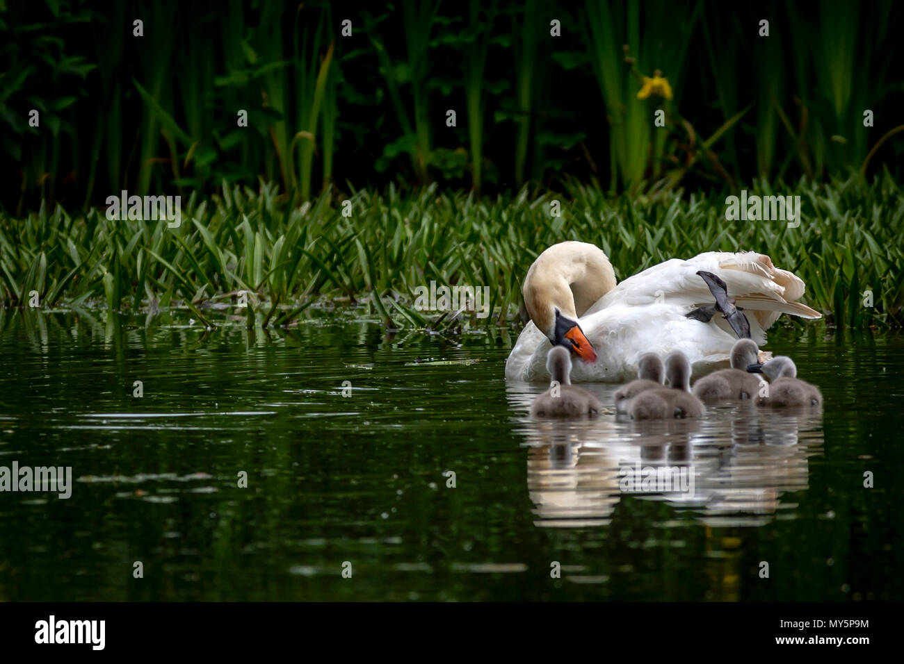 Melton Mowbray, Leicestershire, UK. 6. juni 2018: Schwan verteidigt ihre Jungen gegen Räuber, Graureiher watchers über Stadt Teich Morrhen läuft über Wasser, Shaker reitet auf Mütter zurück Cygnets Lernen der Weg des pondlife. Credit: Clifford Norton/Alamy leben Nachrichten Stockfoto