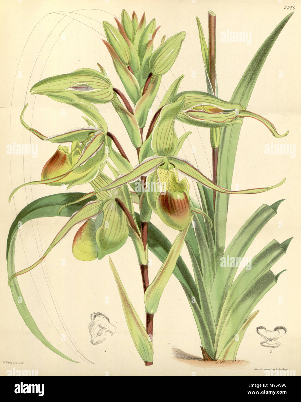 . Abbildung: Phragmipedium longifolium (syn. Cypripedium longifolium). 1872. Walter Hood Fitch (1817-1892) del. et lith. Beschreibung von Joseph Dalton Hooker (1817 - 1911) 420 Phragmipedium longifolium (wie Cypripedium longifolium) - Curtis '98 (Ser. 3 Nr. 28) pl. 5970 (1872) Stockfoto