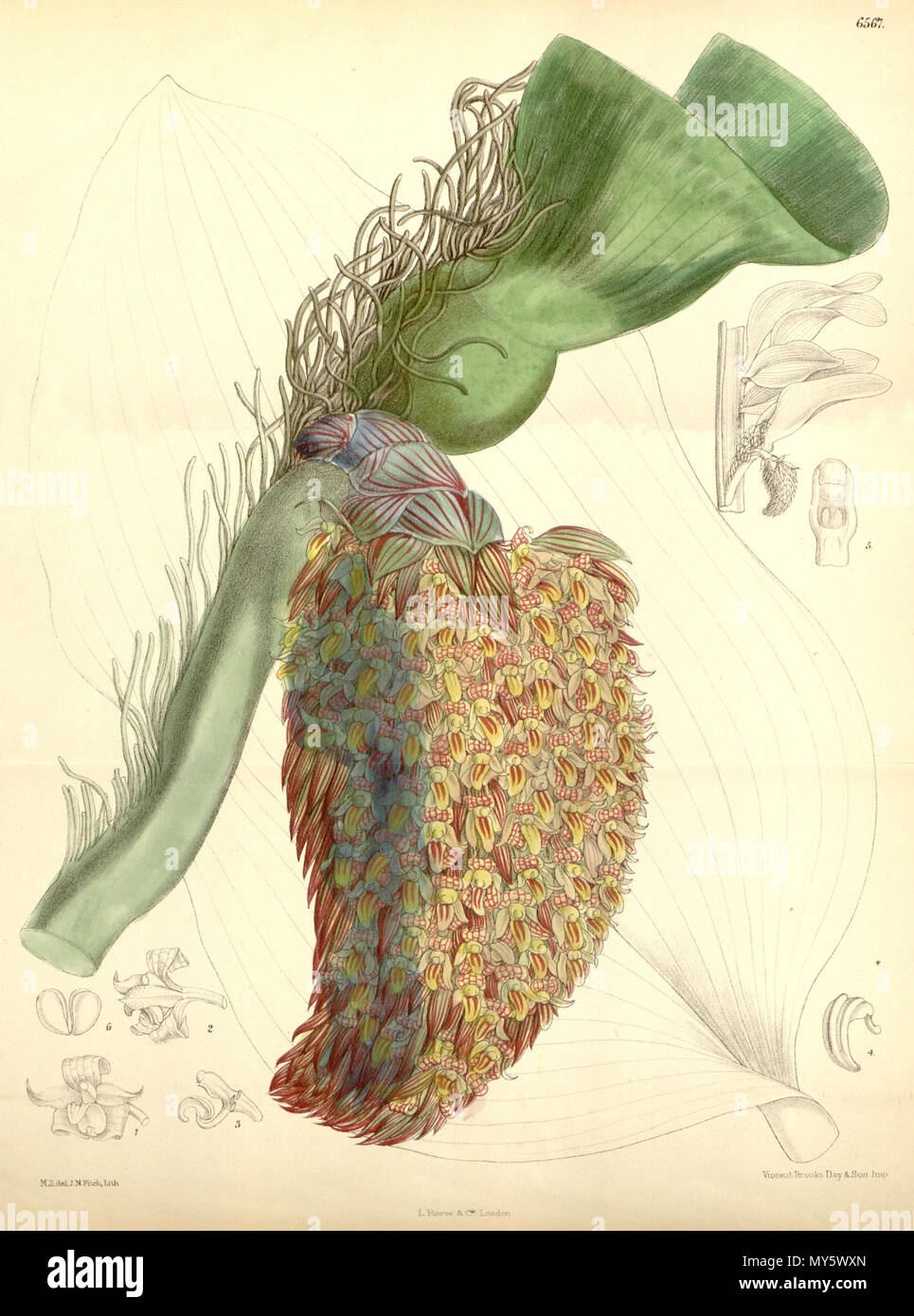 . Abbildung: Bulbophyllum beccarii. 1881. M. S. del. (= Matilda Smith, 1854-1926), J. N. Fitch lith. (= John Nugent Fitch, 1840 - 1927). Beschreibung von Joseph Dalton Hooker (1817 - 1911) 90 Bulbophyllum beccarii - Curtis' 107 (Ser. 3 Nr. 37) pl 6567 (1881) Stockfoto