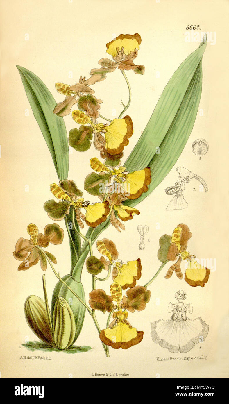 . Abbildung: Oncidium praetextum. 1882. A. B. (??) Del., J. N. Fitch lith. (= John Nugent Fitch, 1840 - 1927). Beschreibung von Joseph Dalton Hooker (1817 - 1911) 398 Oncidium praetextum Stockfoto