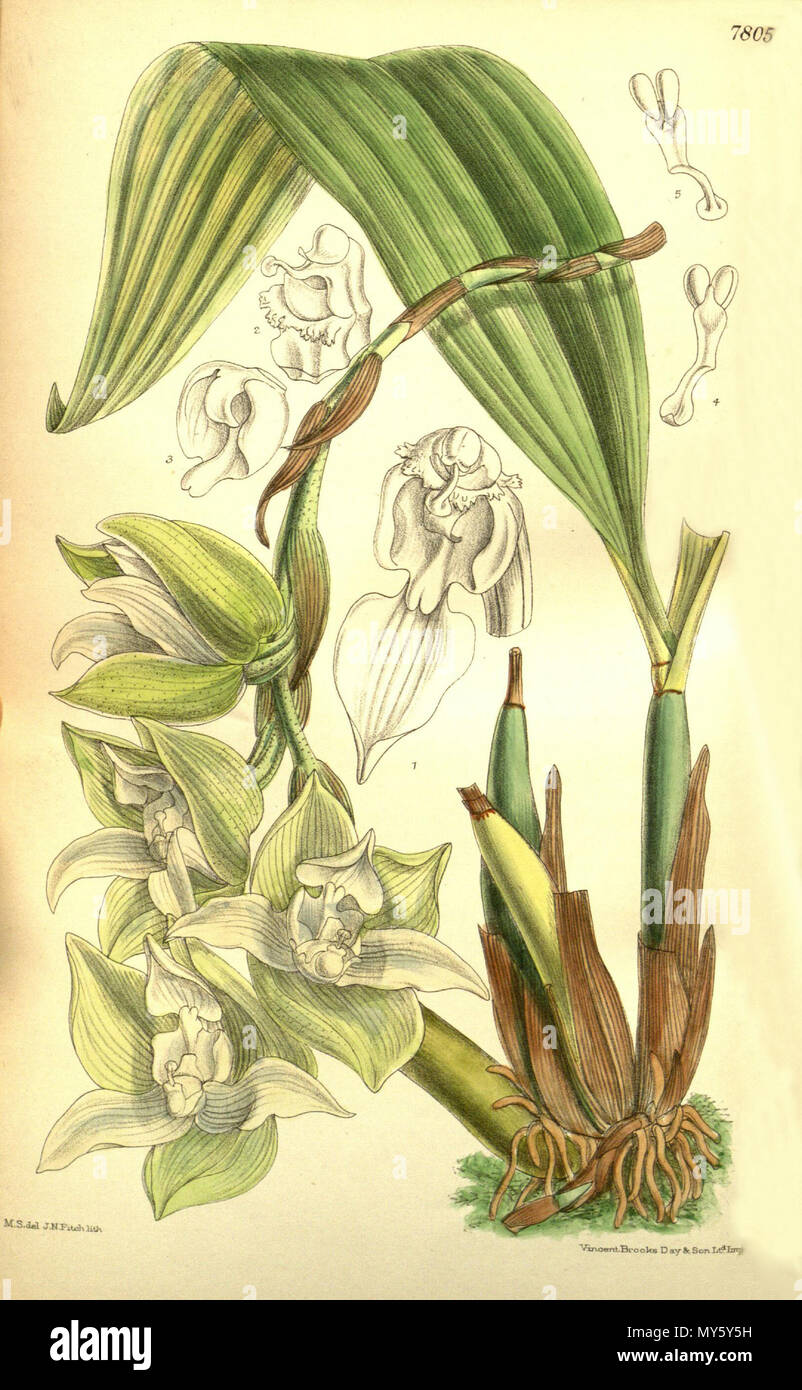 . Abbildung einer Anlage als Trevoria chloris Hinweis beschrieben: Diese Abbildung von Curtis Bot. Mag. zeigt Trevoria lehmannii, nicht T. Chloris. Diese 2 Arten sind sehr unterschiedlich. . 1901. M. S. del. (= Matilda Smith, 1854-1926), J. N. Fitch lith. (= John Nugent Fitch, 1840 - 1927) Beschreibung von Joseph Dalton Hooker (1817 - 1911) 535 Trevoria chloris Stockfoto